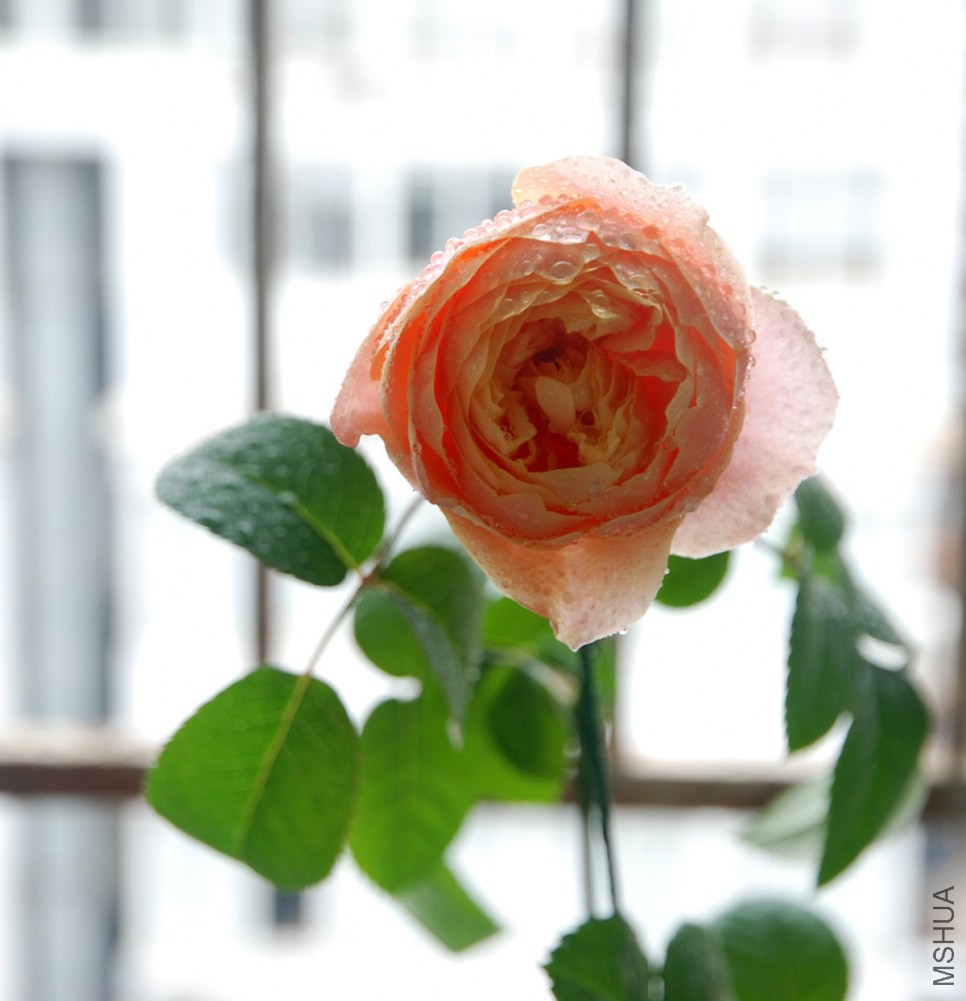 DSC_3921_����.jpg