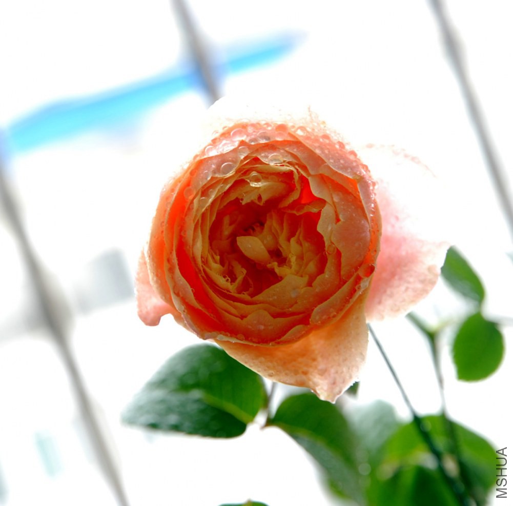 DSC_3922_����.jpg