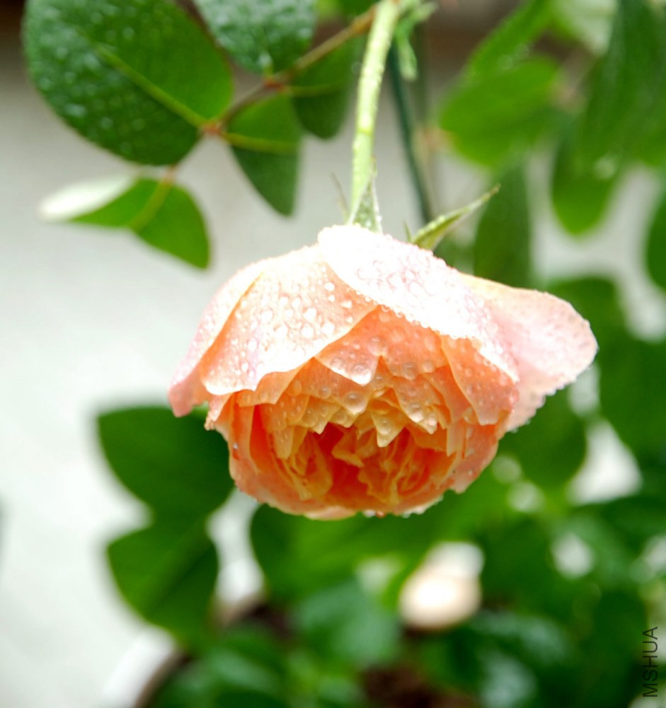 DSC_3924_����.jpg