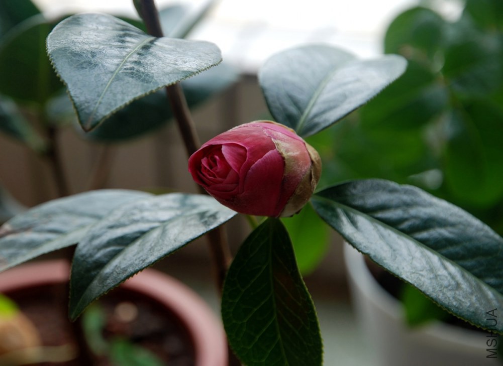 DSC_3891_����.jpg