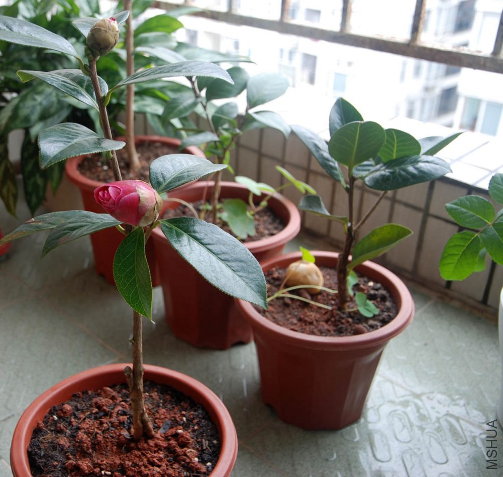 DSC_3896_����.jpg