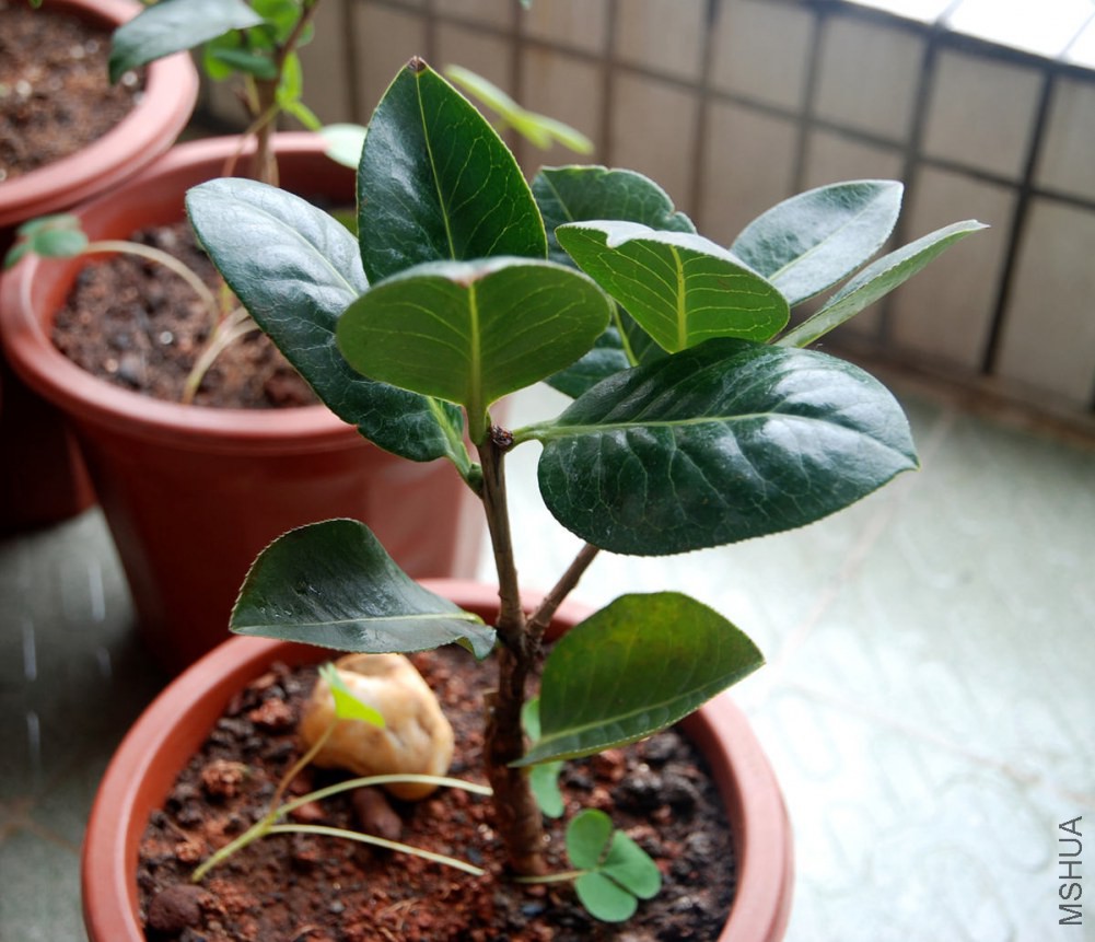 DSC_3900_����.jpg