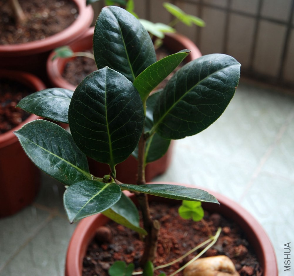 DSC_3901_����.jpg