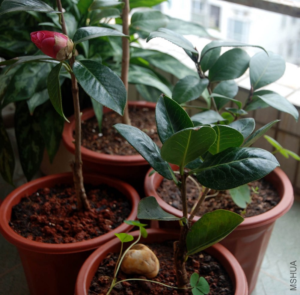 DSC_3904_����.jpg