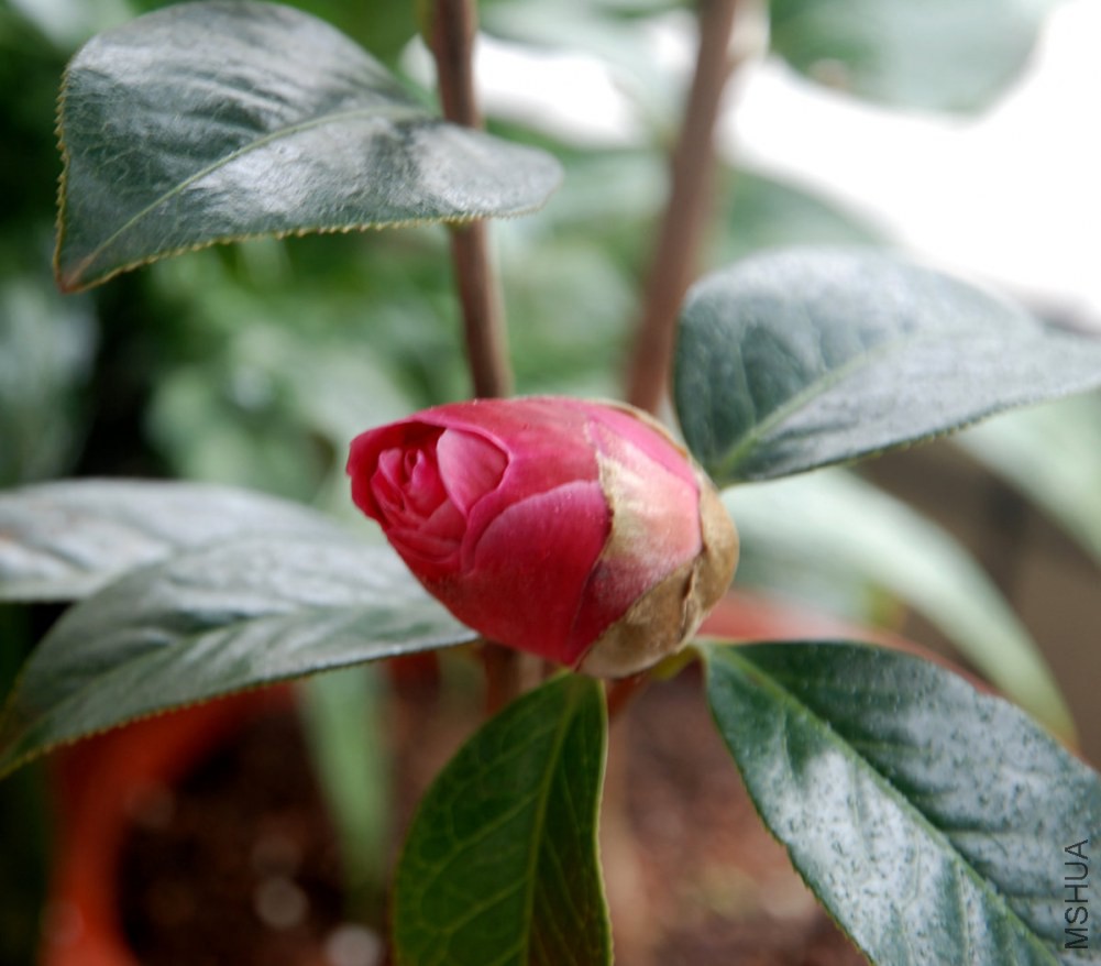 DSC_3926_����.jpg