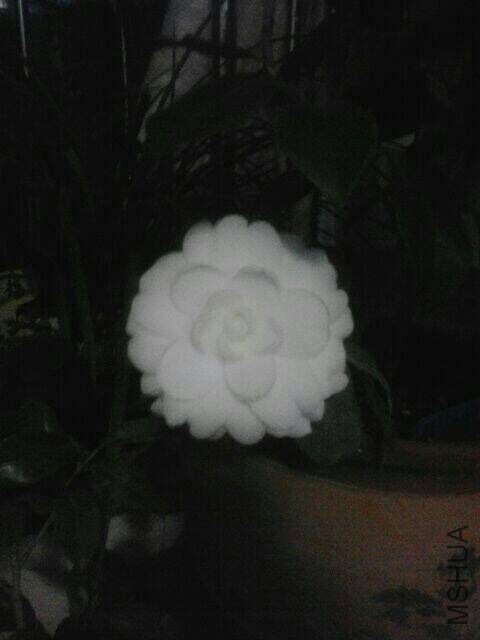 QQͼƬ20060101005055.jpg