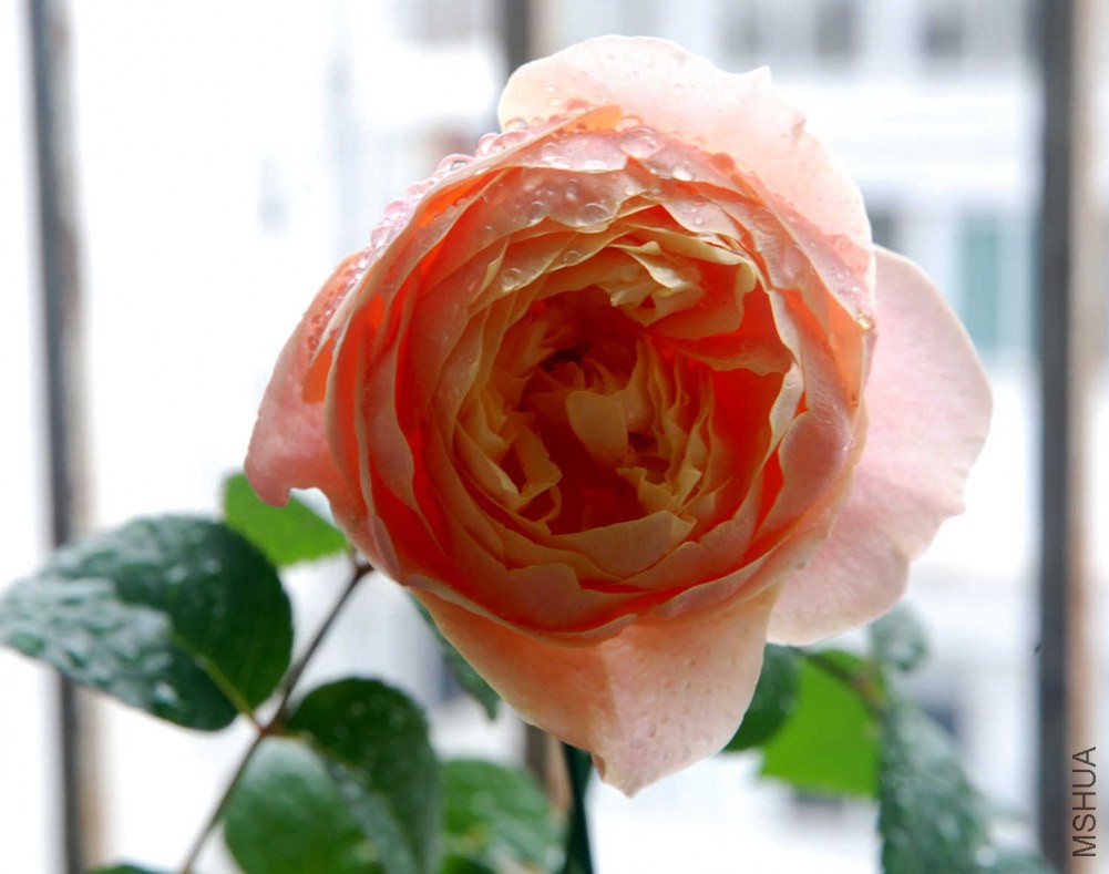 DSC_3962.JPG