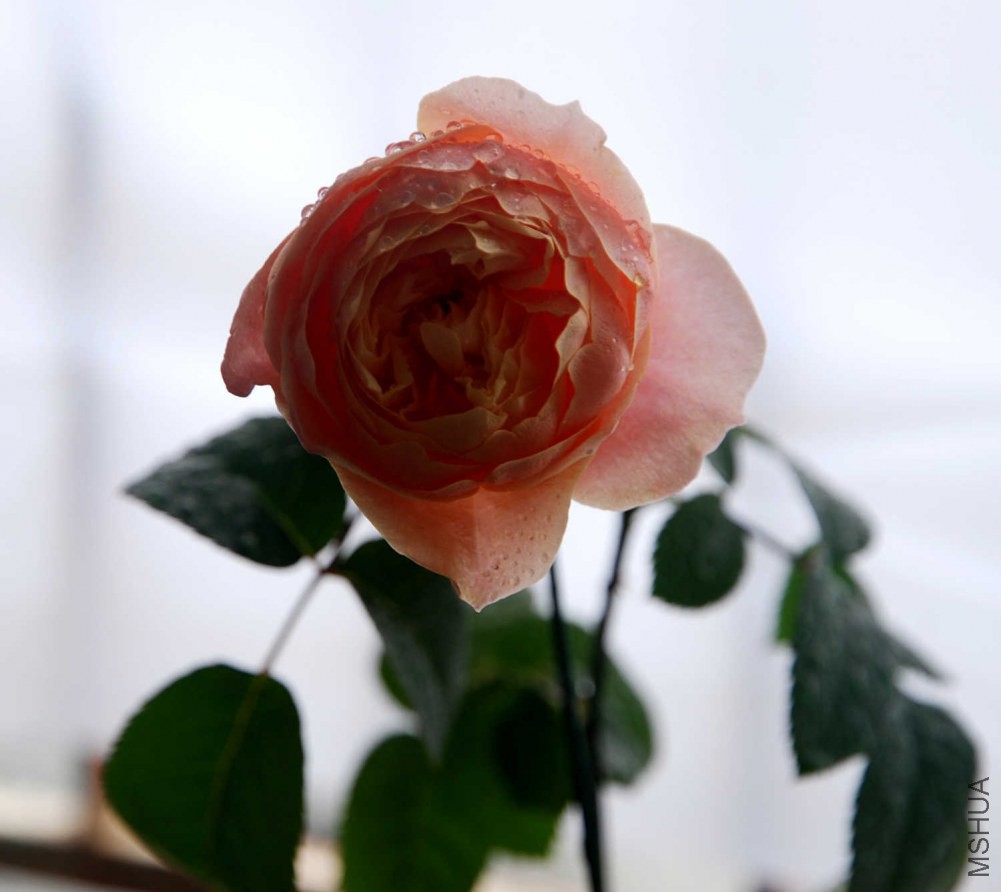 DSC_3937.JPG
