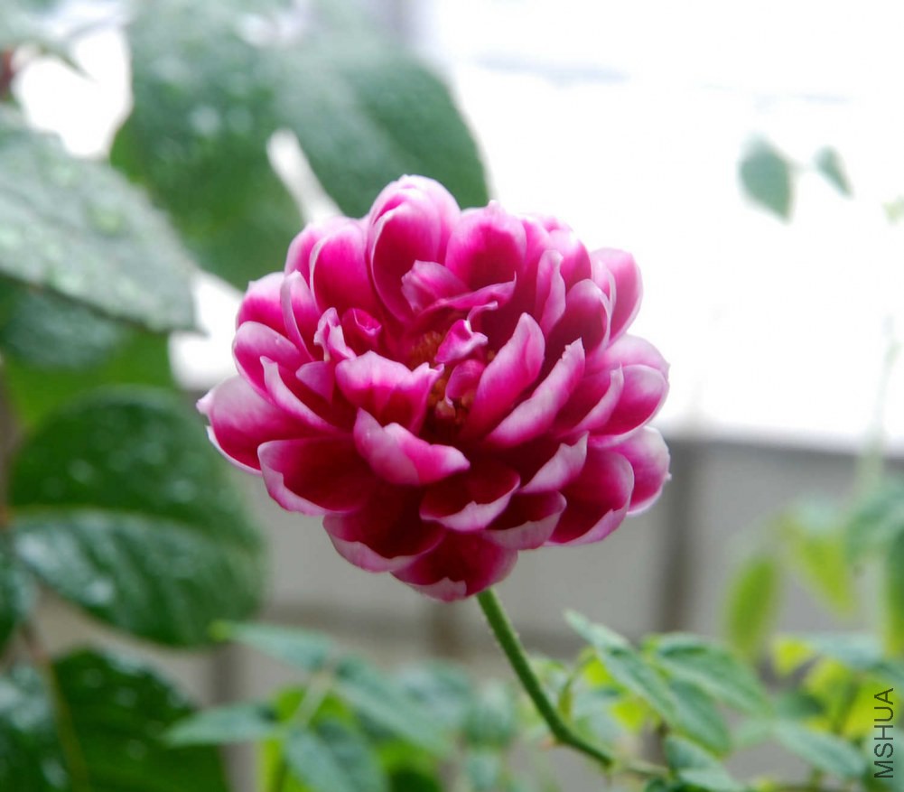 DSC_3959.JPG