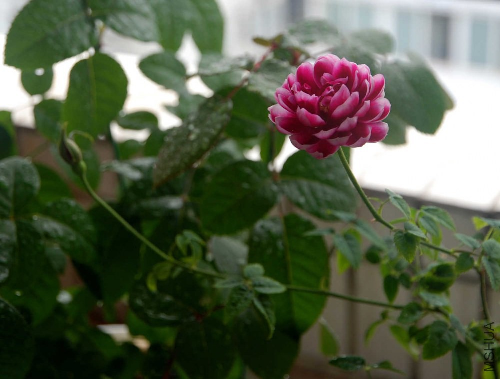 DSC_3943.JPG
