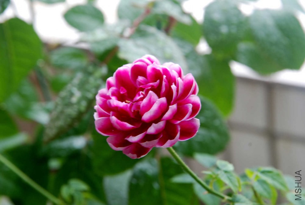 DSC_3966.JPG