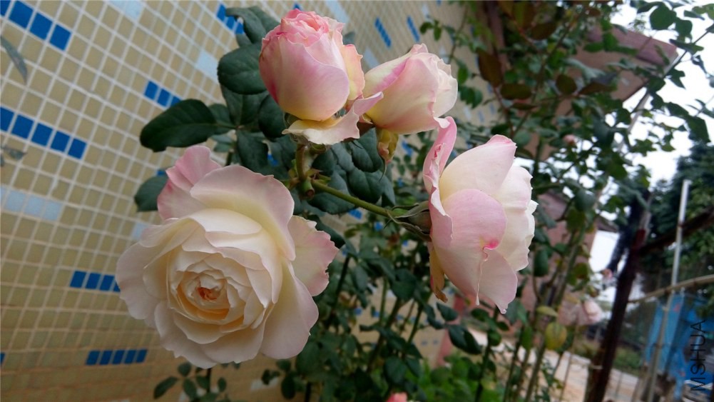 IMG_20141225_100641.jpg