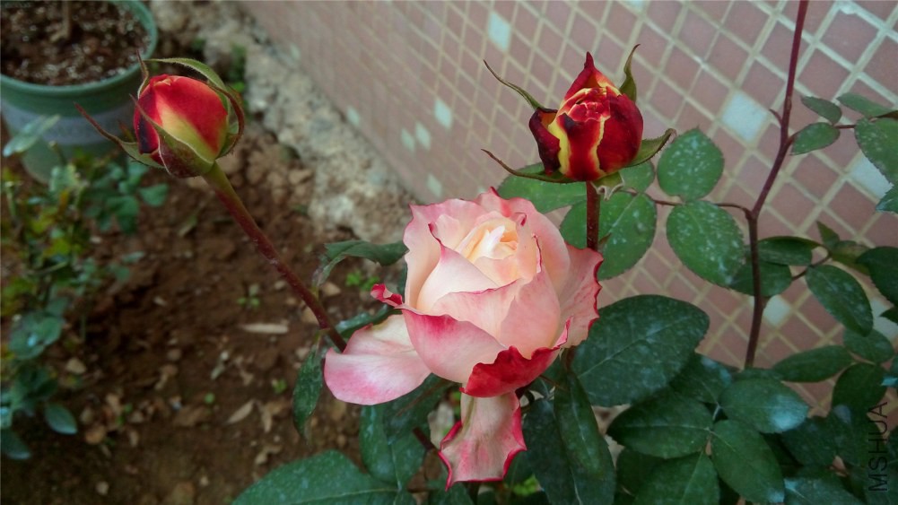IMG_20141226_104852.jpg