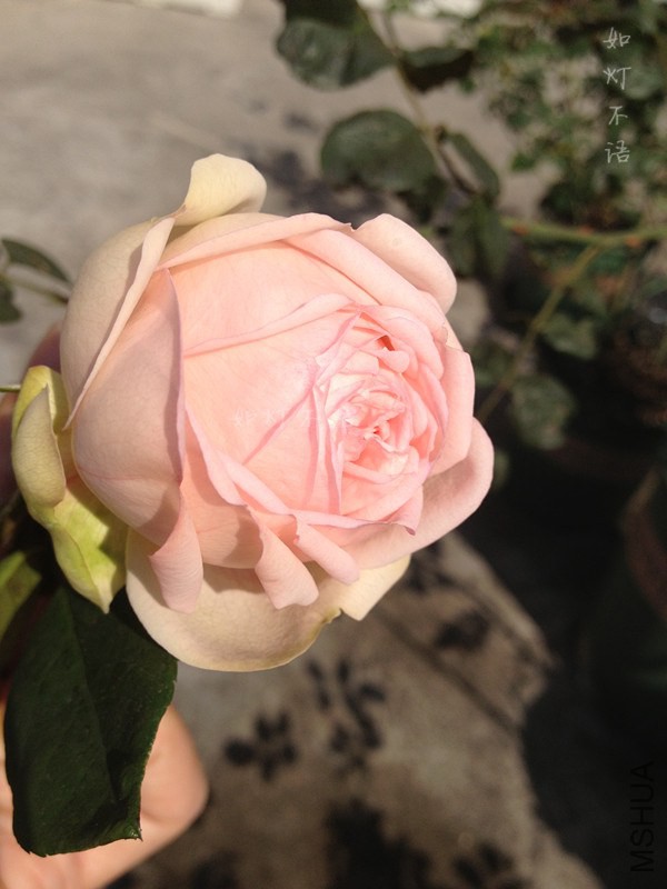 ���ĸ��� 1.jpg