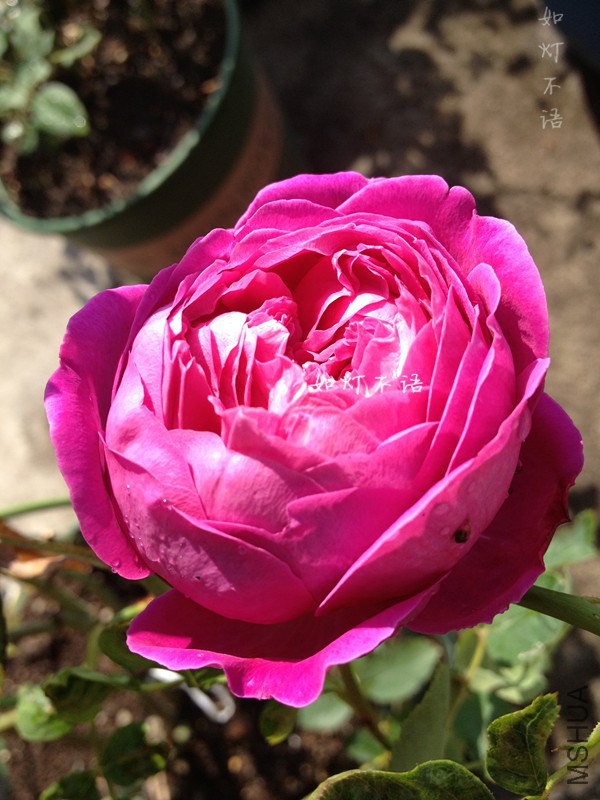 ���㻨԰ 3.jpg