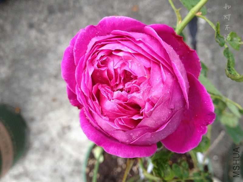 ���㻨԰ 5.jpg