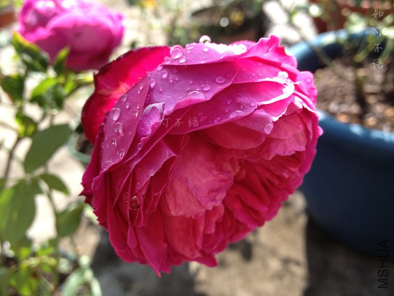 ���㻨԰ 2.jpg