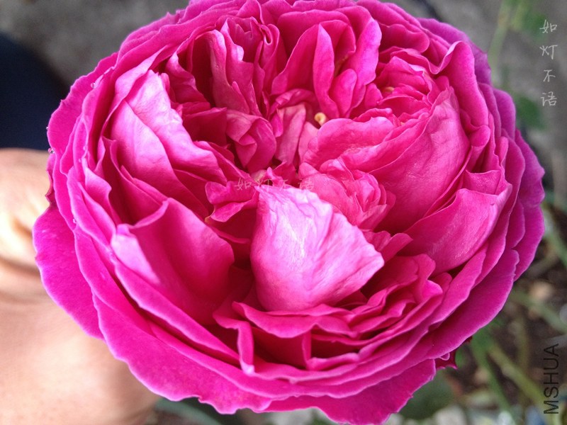 ���㻨԰ 6.jpg