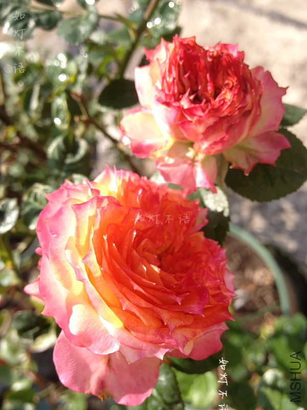 ����õ�� 2.jpg