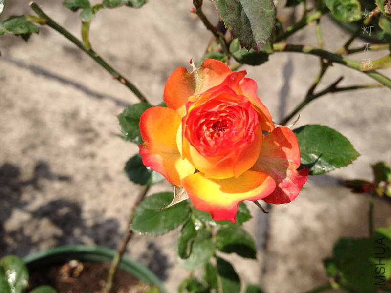 ����õ�� 1.jpg