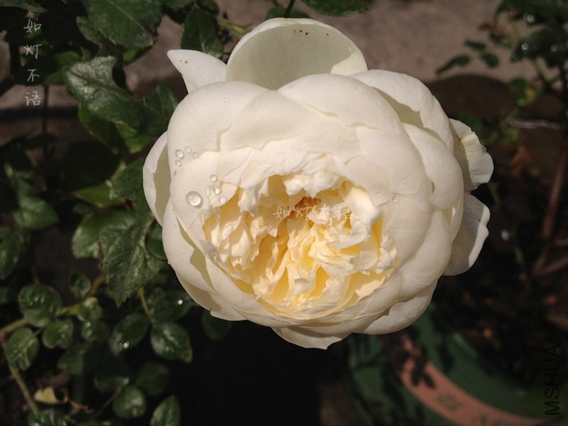 ������ 1.jpg