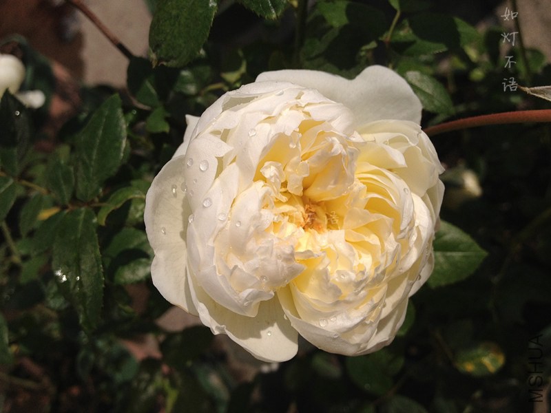 ������ 3.jpg