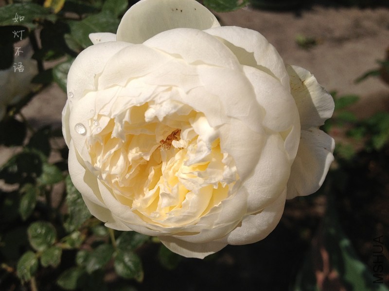 ������ 4.jpg