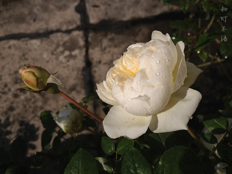 ������ 2.jpg