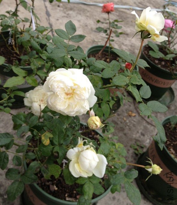 ������ 7.jpg