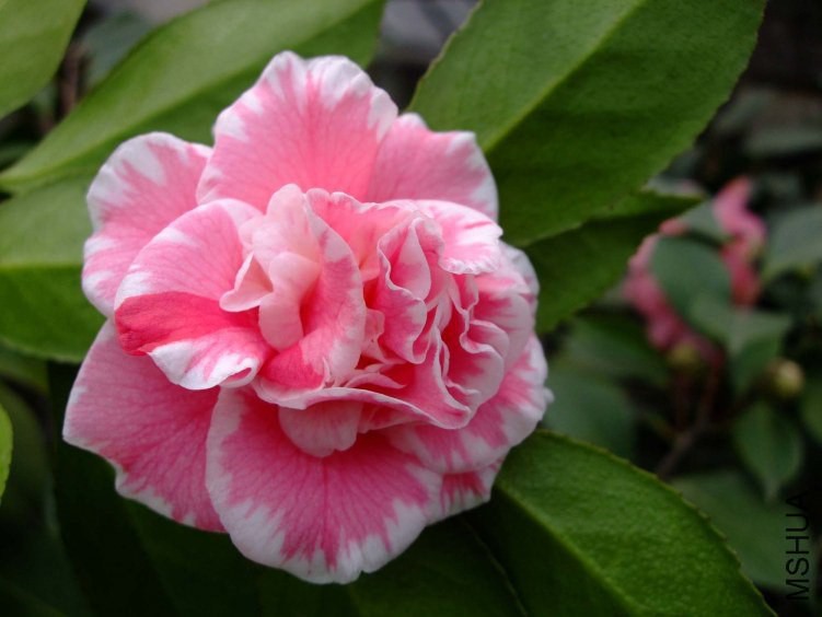 ŷ�� 2012-3-10f.jpg