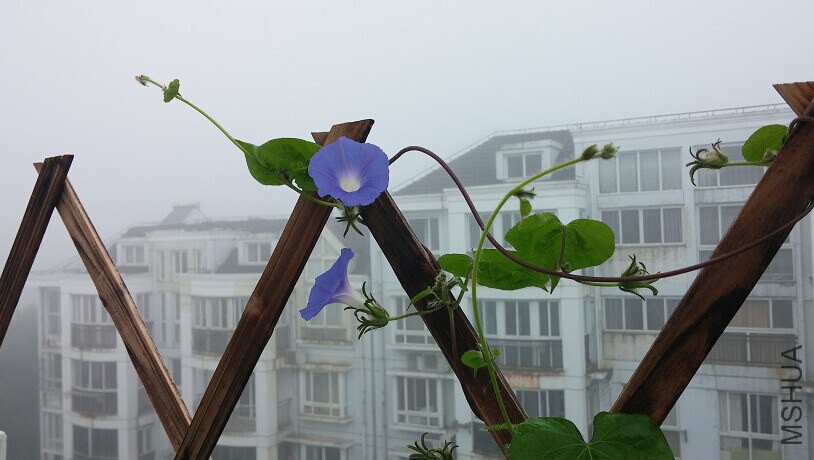 8/23����ǣţ�������С�׷�