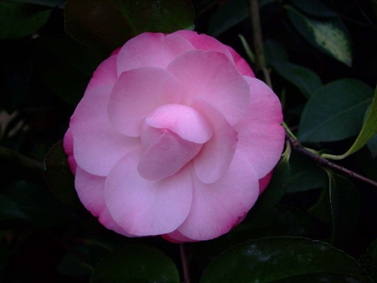 ����֮�� 2012-3-27f 001.jpg