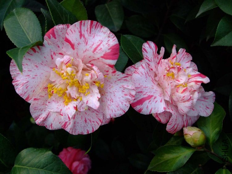 ����ĵ�� 2012-3-27f 019.jpg