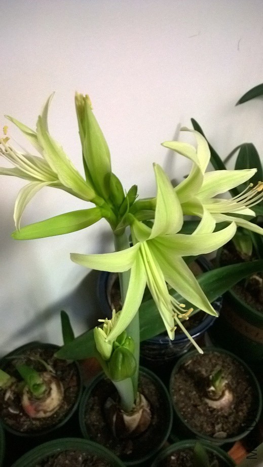 MediaLib_Camera Roll_WP_20141229_19_41_56_Pro.jpg