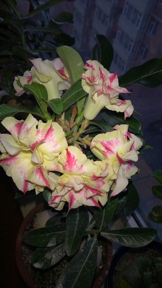 QQͼƬ20141230093107.jpg