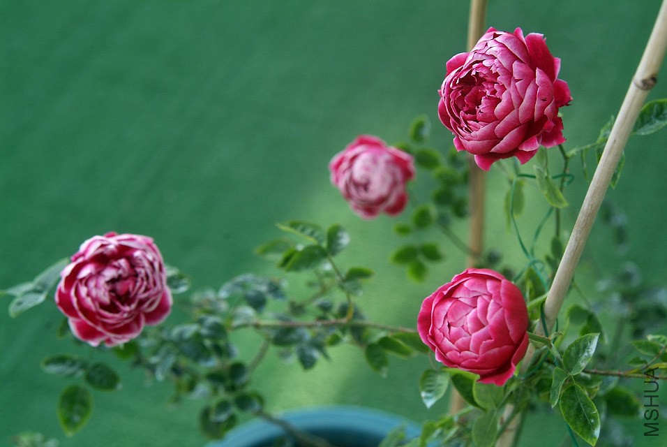 DSCF1126.jpg