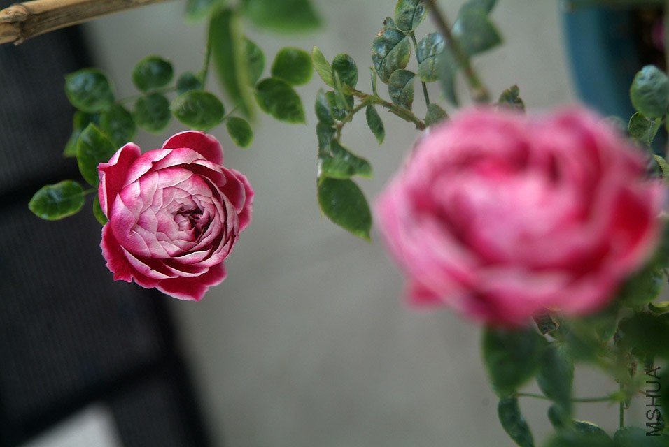 DSCF1113.jpg
