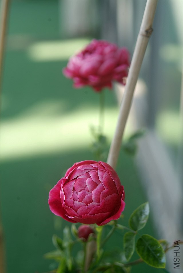 DSCF1116.jpg
