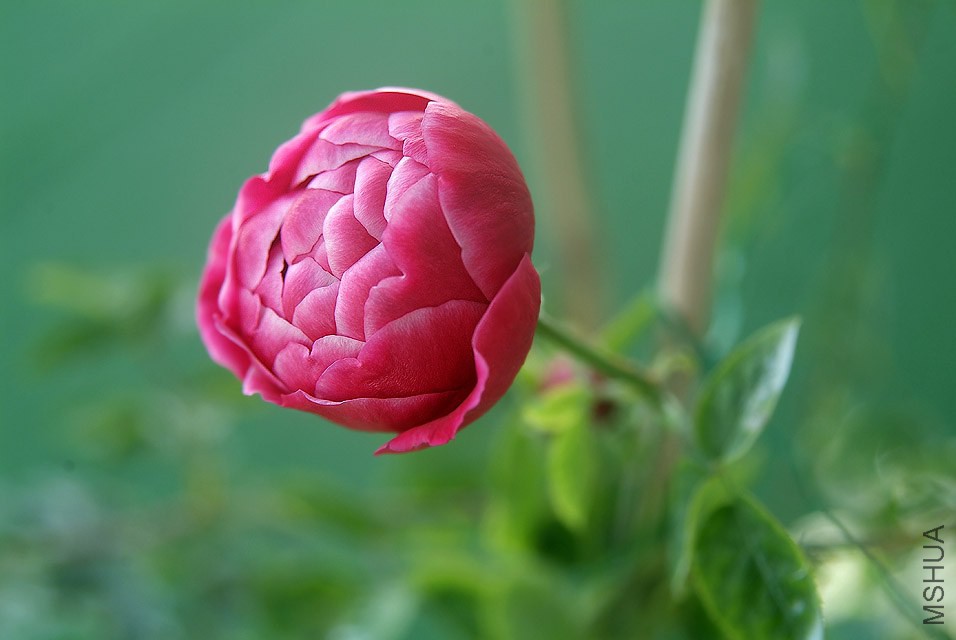 DSCF1118.jpg
