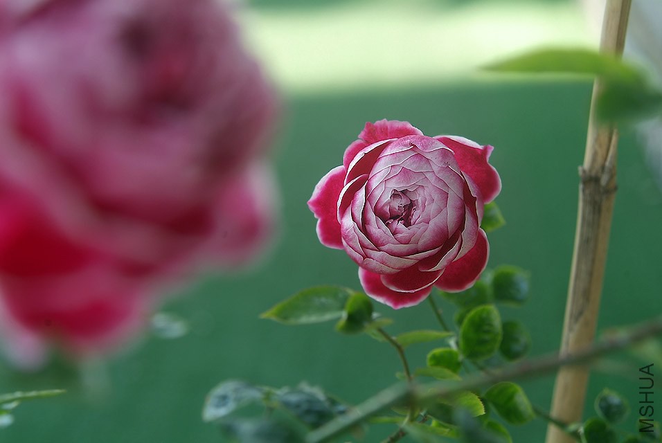 DSCF1121.jpg