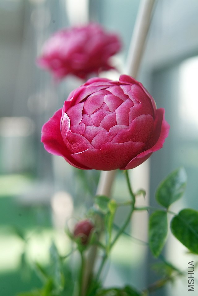 DSCF1122.jpg