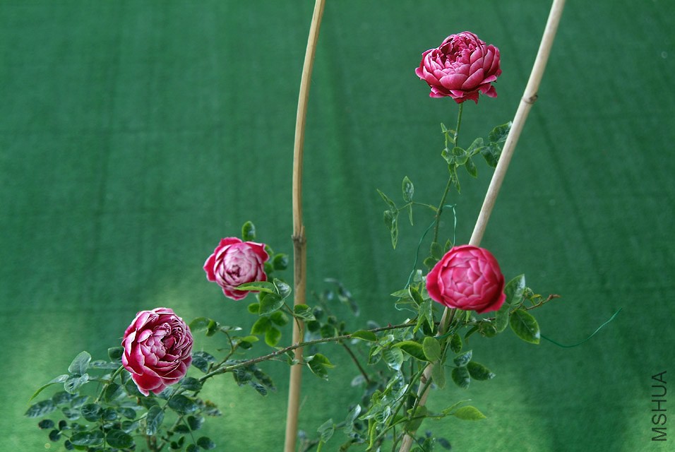 DSCF1125.jpg