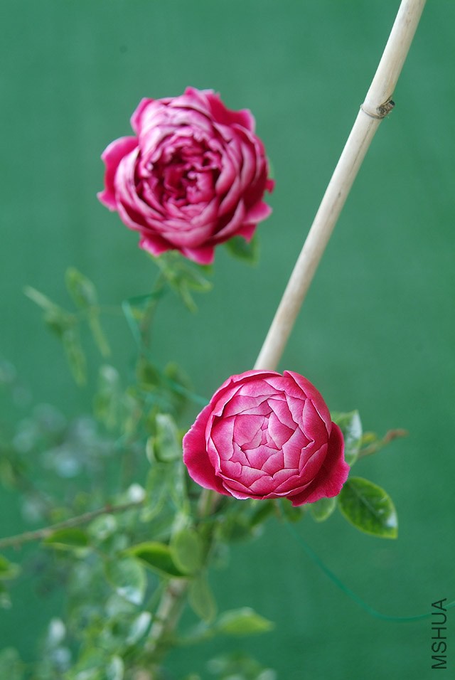 DSCF1150.jpg