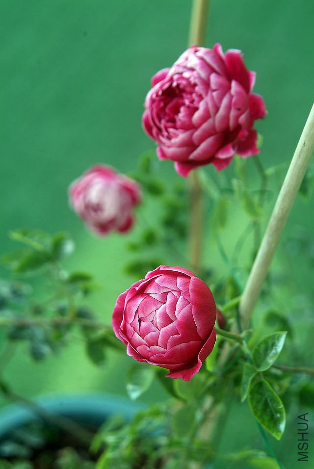 DSCF1127.jpg