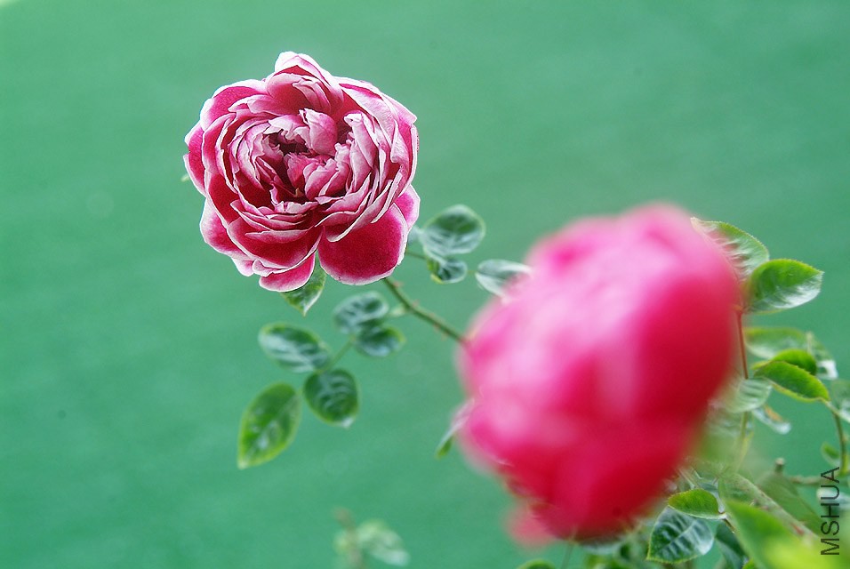 DSCF1128.jpg