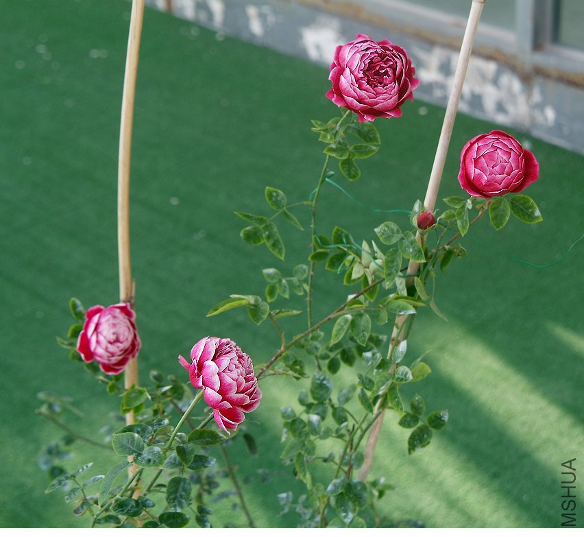 DSCF1131.jpg