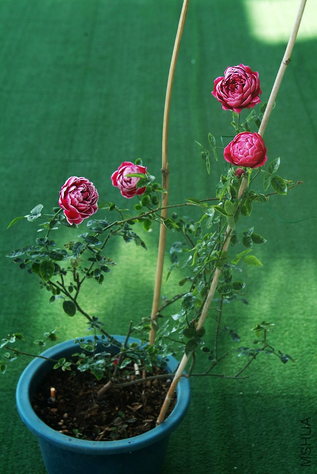 DSCF1133.jpg