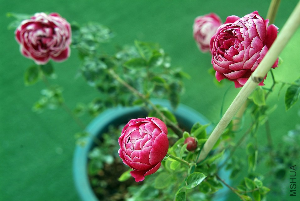 DSCF1135.jpg