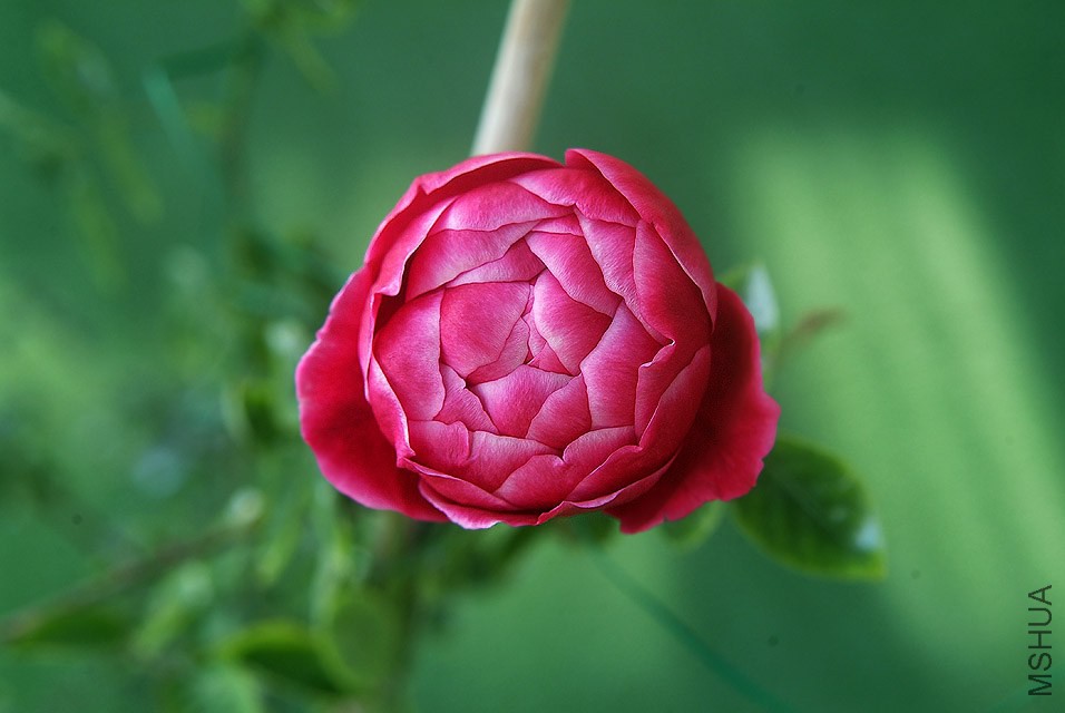 DSCF1138.jpg