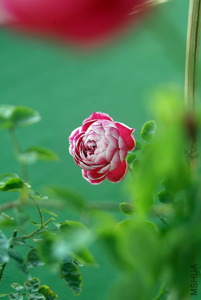 DSCF1145.jpg